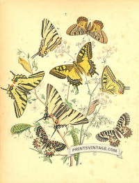 Butterflies - Papilonidae - Swallow Tailed, Festooned and Apollo