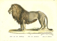 Lion of Barbary - Felis leo barbaricus