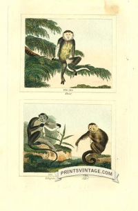 Douc, Talapoin and Sai monkeys - South America