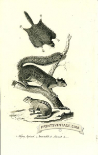 Flying Squirrel, Great-tailed Squirrel and Ground Squirrel - Nor