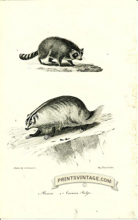 Raccoon and American Badger - North America