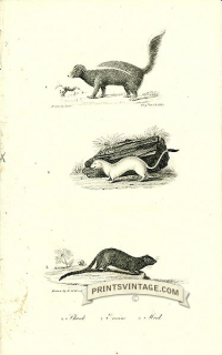 Skunk, Ermine and Mink - North America