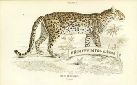 The Leopard