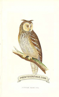 Egyptian Eared Owl