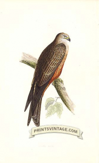 Black Kite