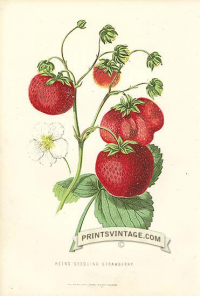 Strawberries - Keen's Seedling Strawberries