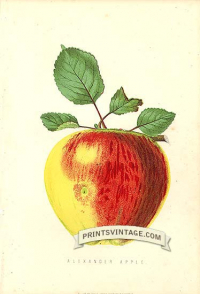 Rosy Apple - Alexander Apple