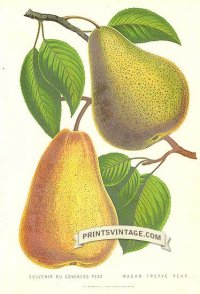 Pears - Souvenir du Congress Pear and Madame Treyve Pear