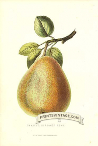 Pears - Gansel's Bergamot Pear