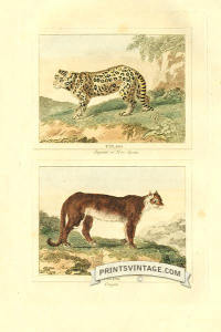 Jaguar of New Spain and Cougar