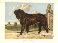 Mastiff - Wolsey, Property of Mr Banbury