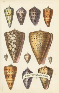 Sea Shells - General, Hebrew, Ornamented, marbled, Jasper, Ceylo