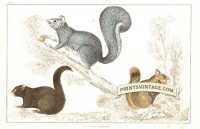 Squirrels - American Black Squirrel, Chickaree Squirrel and Grey