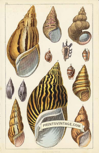 Sea Shells - Acute, Variegated, Turbo Scalaris, Zebra, Fiery, Ch