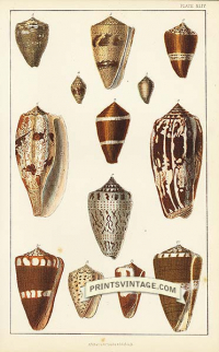 Cone Shells - Tait's, Diviner's, Fumigated, Plated, Punctured, G