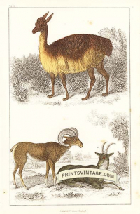 Vicugna (Vicuna) of Peru and Argali or Big Horn