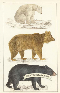 Black Bear of America, Brown Bear of Europe and Polar Bear