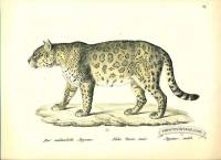 Jaguar (male) - Felis onca