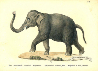 Indian Elephant (male) - Elephas indicus(II)