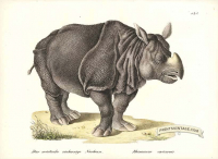 Asian Rhinoceros - Rhinoceros unicornis