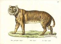 Royal Tiger (Male) - Felis tigris