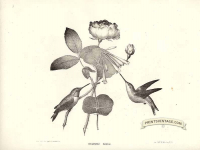 American Humming Birds