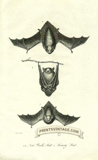 New York bat and Hoary Bat - North America