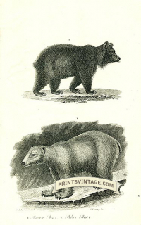 Brown Bear and Polar Bear - North America