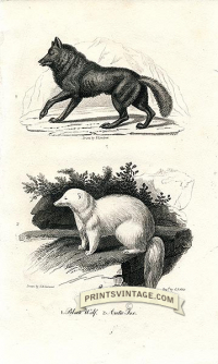 Black Wolf and Arctic Fox - North America