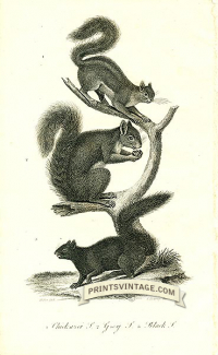 Chickaree Squirrel, Grey Squirrell and Black Squirrel - North Am