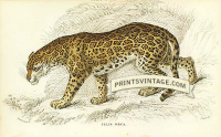 The Jaguar or American Panther