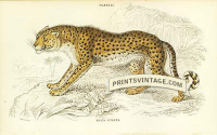 The Hunting Leopard