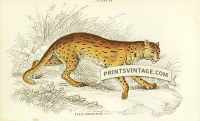 The Javanese Cat