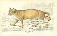 The Puma, or American Lion