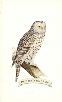 Ural Owl
