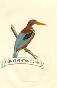 Smyrna Kingfisher