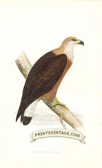Pallas's Sea Eagle
