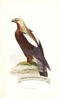 Imperial Eagle