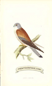 Lesser Kestrel