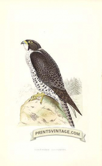 Norwegian Jer-Falcon