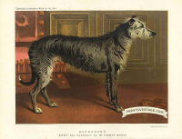 Deerhound - Spey, the proprty of Thomas Morse