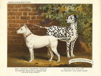 Bull Terrier and Dalmatian - Champion Tarquin and Captain