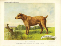 Irish Terrier - Champion Sporter, property of George Krehl