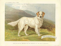 English Setter