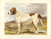St. Bernard