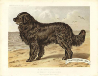 Newfoundland Dog