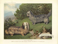 Skye Terriers - Drop and Prick Eared